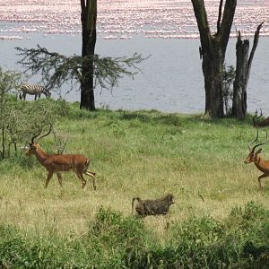 Baboon and impalas