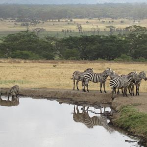 Zebras and warthog