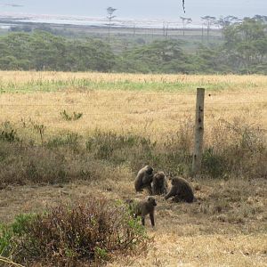 Baboons