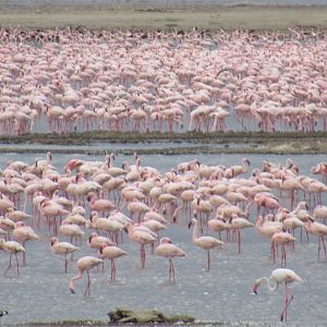 Lesser flamingos
