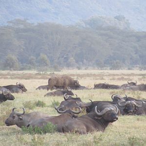 Cape buffalo