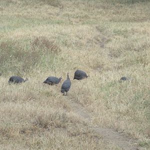 Helemeted guineafowl
