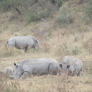 White rhinos
