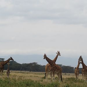 Rothschild's giraffe herd