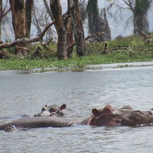 Hippos