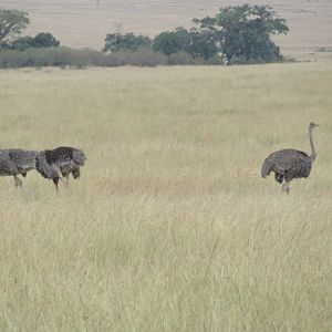 Ostriches