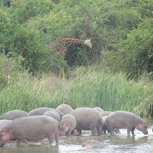 Hippos and giraffe