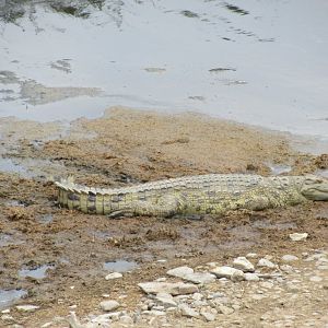 Nile crocodile