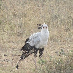 Secretary bird