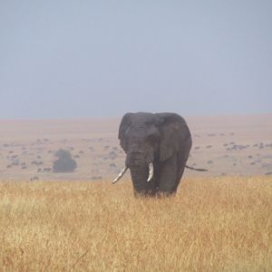 Elephant bull