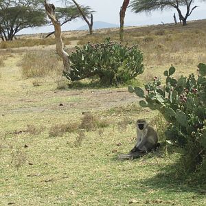 Vervet monkey