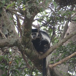Black and white colobus monkey