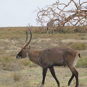 Waterbuck