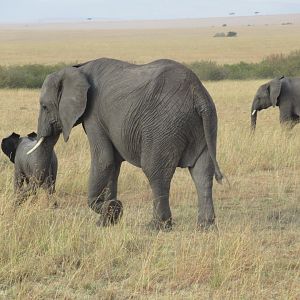 African bush elephants