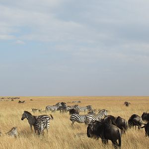 Zebras and wildebeest