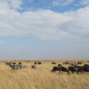 Zebras and wildebeest