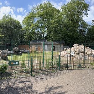Golden Takin Exhibit