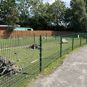 Lowland Anoa Exhibit