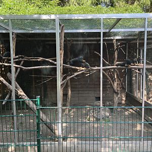 Red-handed Tamarin Exhibit