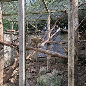 Toque Macaque Exhibit