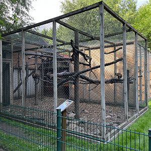 Black-capped Capuchin Exhibit