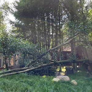 Brown Dorcopsis Exhibit