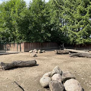 Visayan Warty Pig Exhibit