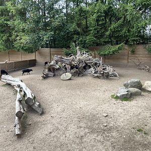 Ouessant Sheep Exhibit