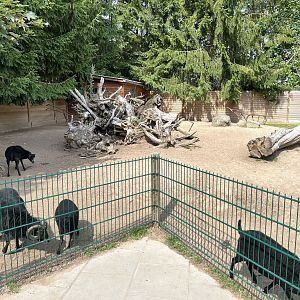Ouessant Sheep Exhibit