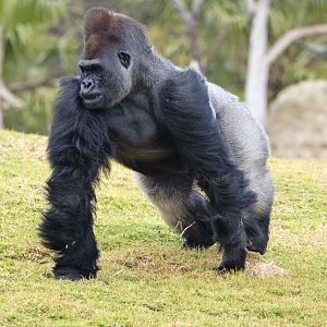 Western gorilla 'Ganyeka'