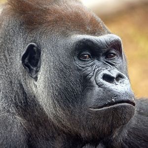 Western gorilla 'Ganyeka'