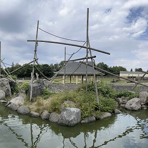 Brown Spider Monkey Exhibit