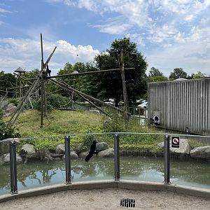 Brown Spider Monkey Exhibit