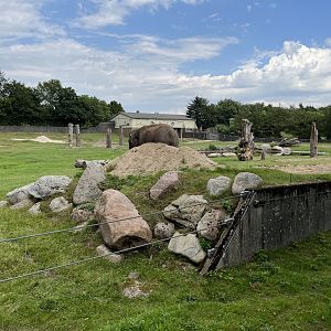 Asian Elephant/Blackbuck Exhibit