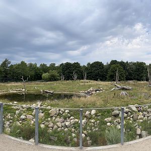 Spectacled Bear Exhibit #1