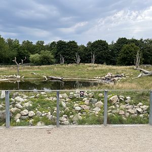 Spectacled Bear Exhibit #1