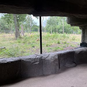 Spectacled Bear Exhibit #2