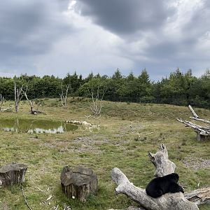 Spectacled Bear Exhibit #3