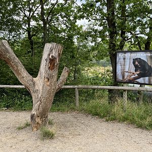 Spectacled Bear Exhibit Climbing Tree