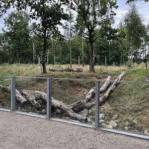 Spectacled Bear Exhibit #2