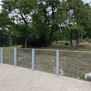 Spectacled Bear Exhibit #2