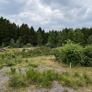 Spectacled Bear Exhibit #2