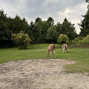 Drive Through - South America