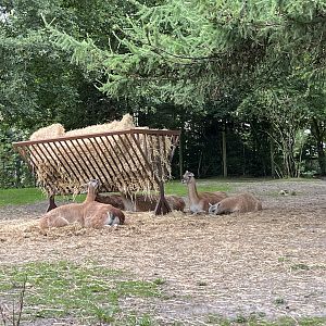 Drive Through - South America