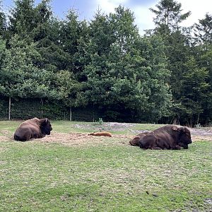 Drive Through - North America