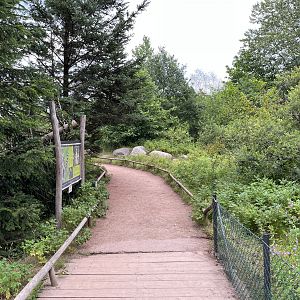 Ring-tailed Lemur Walk Through
