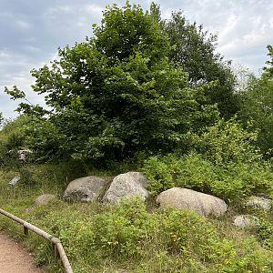 Ring-tailed Lemur Walk Through