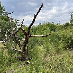 Ring-tailed Lemur Walk Through