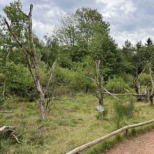Ring-tailed Lemur Walk Through