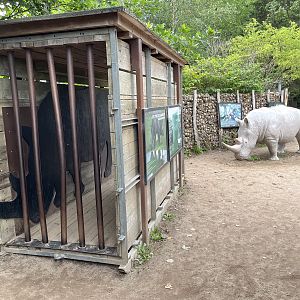 Rhino Camp